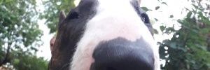LucyCornet's profile banner image