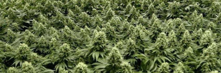 Quique Dupláa banner