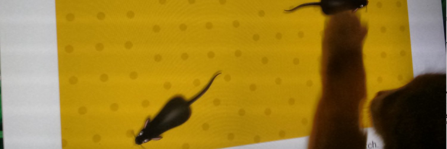 Corine Vloet banner