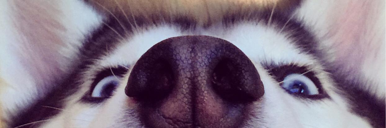 HuskyType's profile banner image