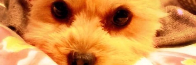 daisuke88330766's profile banner image