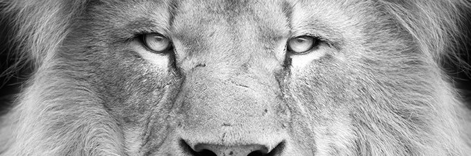 thomaswolgemuth's profile banner image