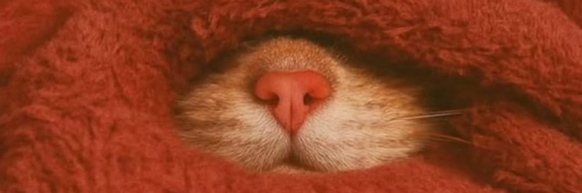 capulcueylem's profile banner image