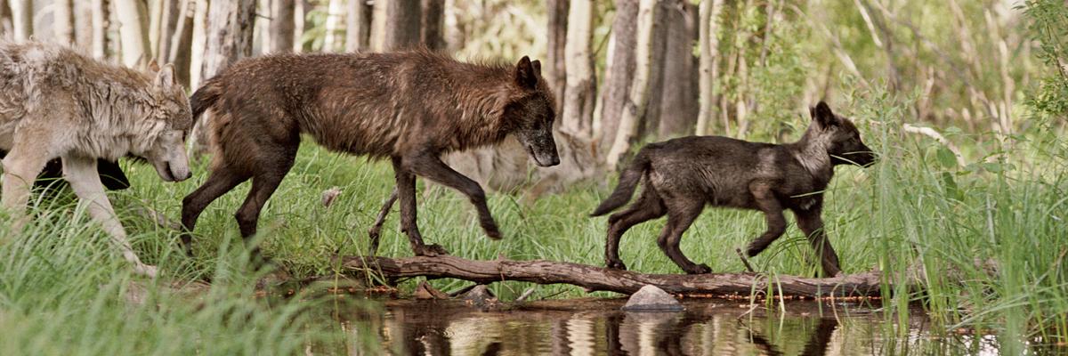 Living with Wolves banner