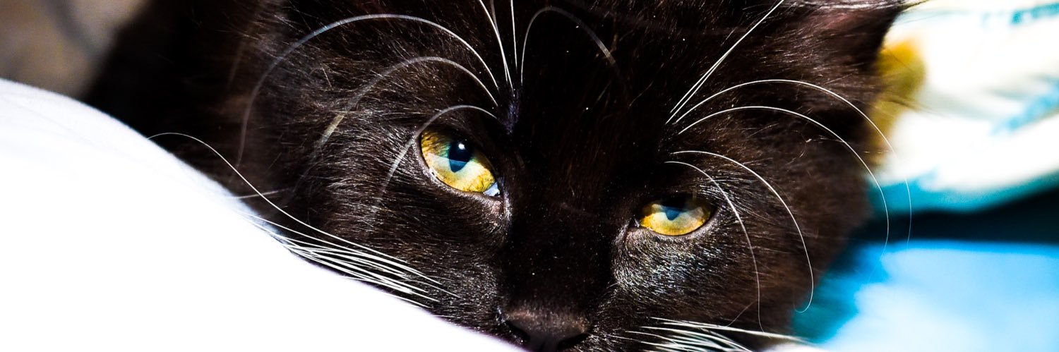 Kayla Connors banner