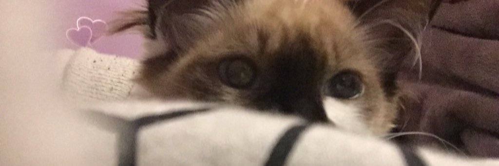 MegBourea's profile banner image