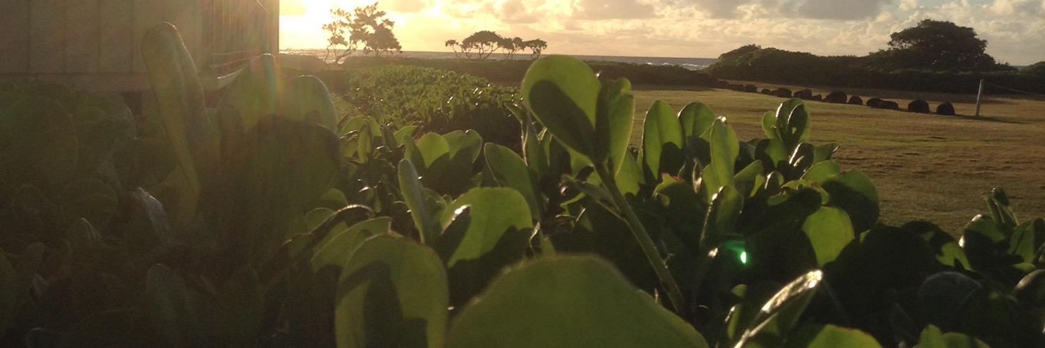 Aloha_Ingenuity's profile banner image