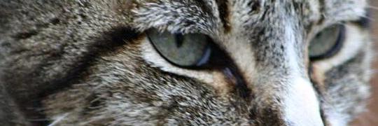 animalejos1's profile banner image