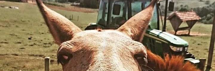 RodolfoDolensi's profile banner image