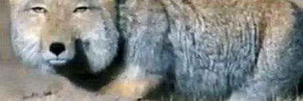 Peter Thomas Neto banner