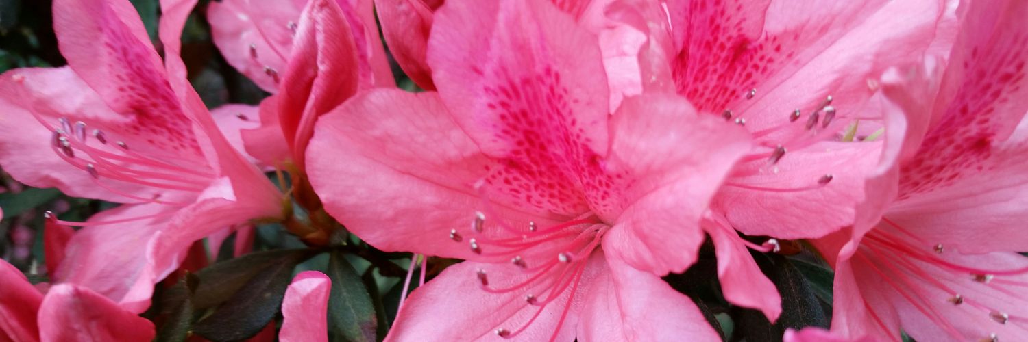 ChrissyCushman's profile banner image