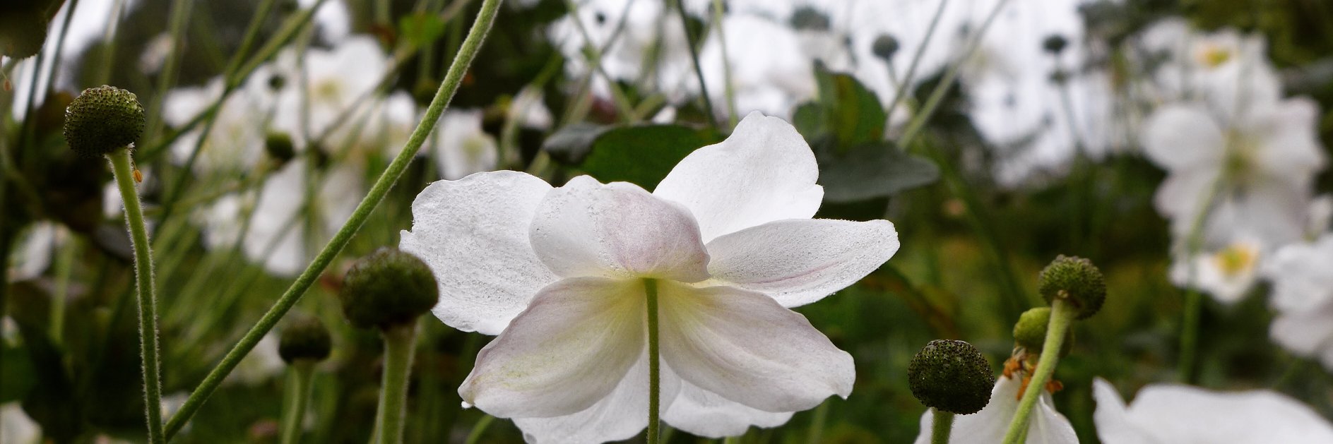 Kew Mutual Improvement Society banner