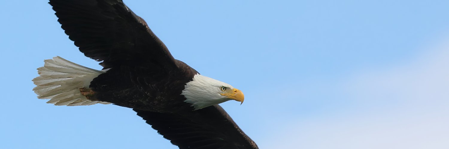 Twitter banner for @endangered