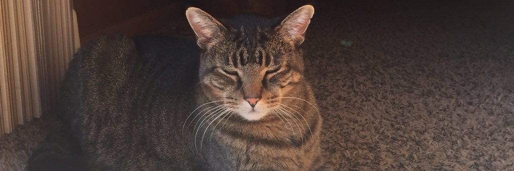 dottiepowell13's profile banner image