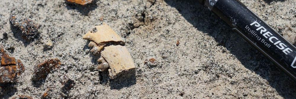 Wilson-Mantilla KPg Lab banner