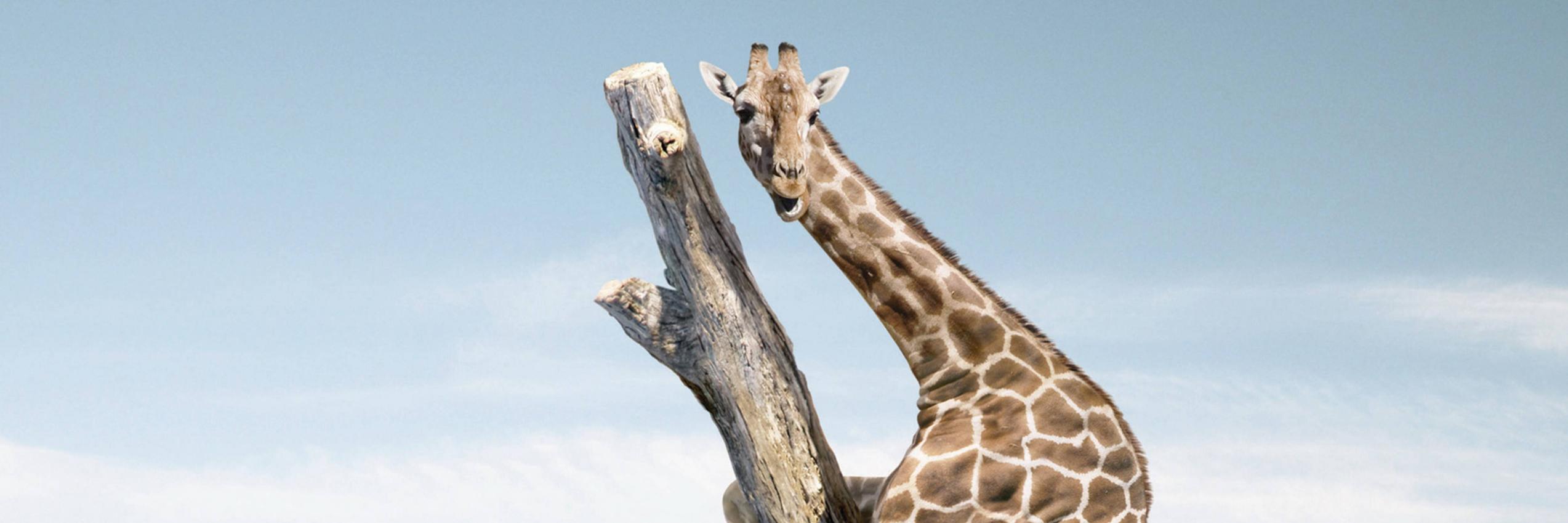 lifethruanimals's profile banner image