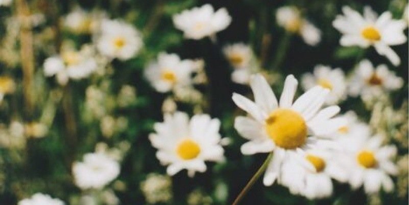 Zeynep banner