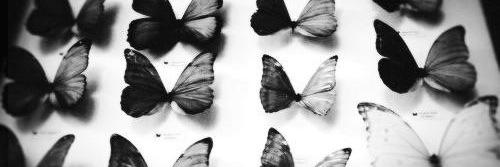 AliceColeLA's profile banner image
