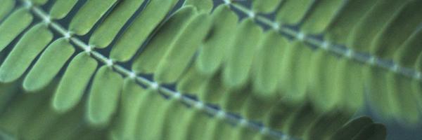 StandardKnut Profile Banner