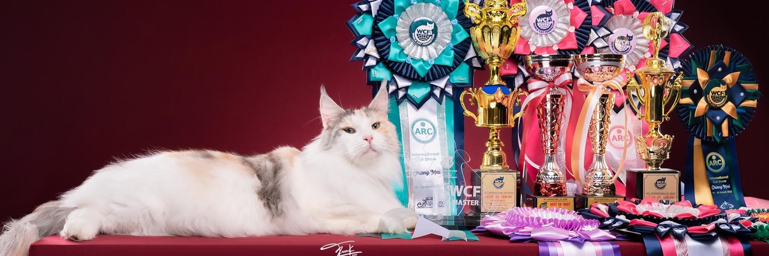 tigercooncat's profile banner image
