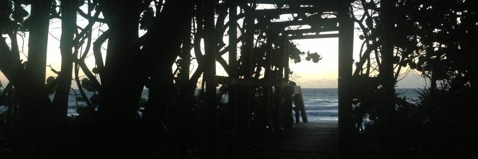 TurtleJournalProject banner