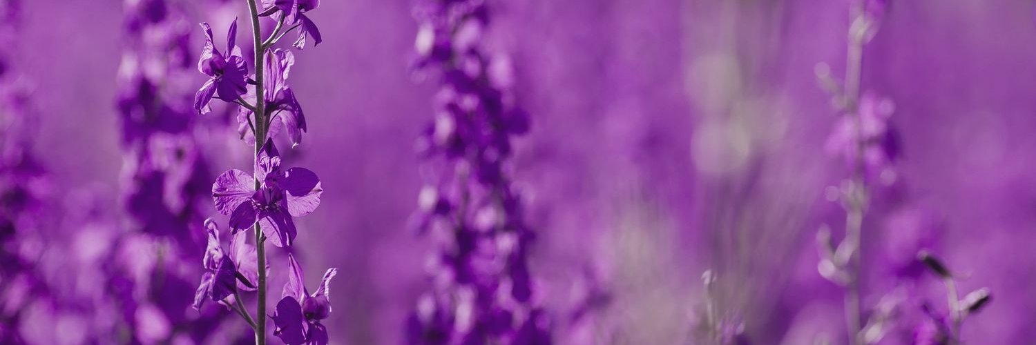 hersheyangel's profile banner image