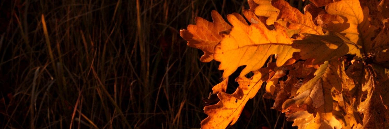 metsapelto's profile banner image