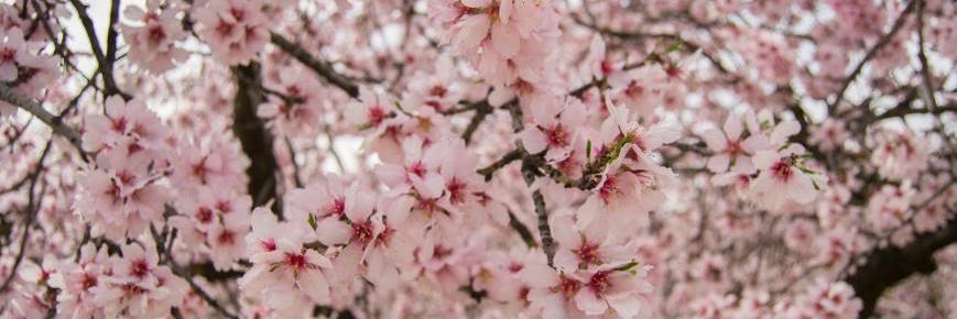 Mis BodasConEncanto banner