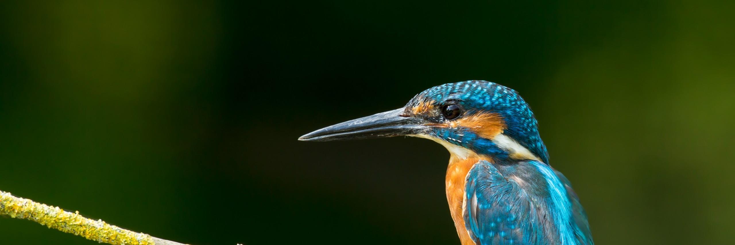 KicauBurungTOP's profile banner image