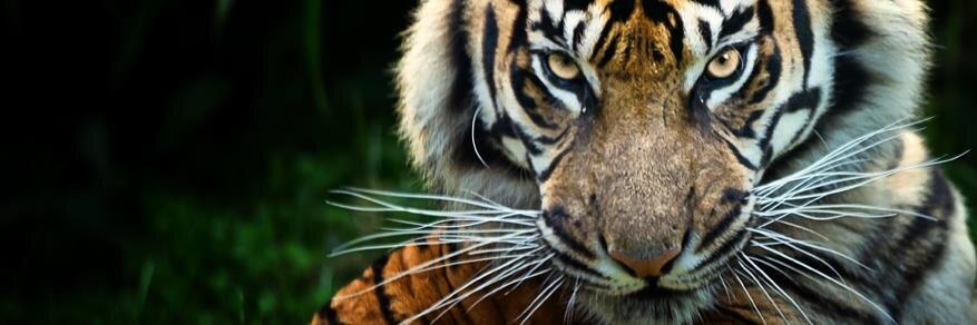 forsaken gargoyle banner