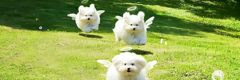 catmiao_2's profile banner image
