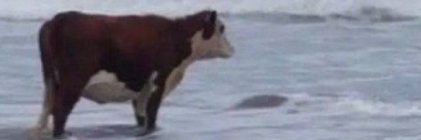 rcorne_ Profile Banner