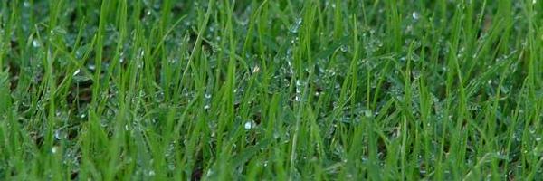 Griff_Turf Profile Banner
