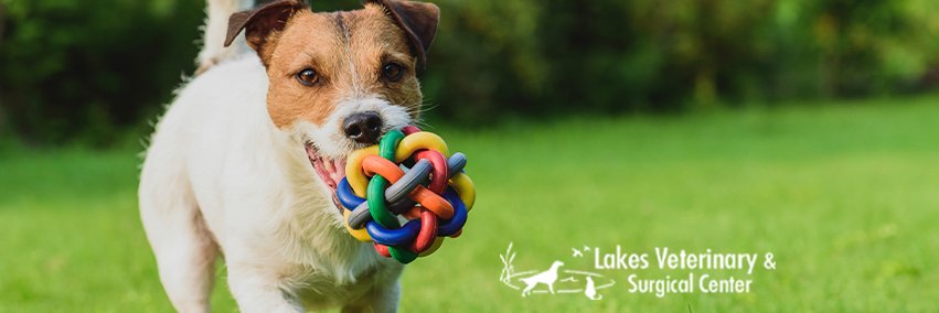 LakesVeterinary's profile banner image