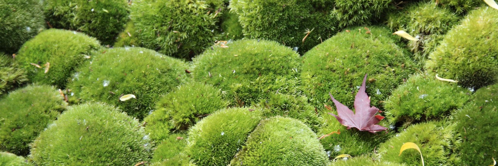 Beth Otway (Pumpkin Beth) 🌱 banner