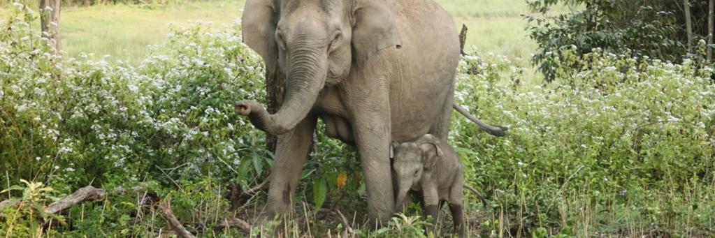 nagarhole's profile banner image