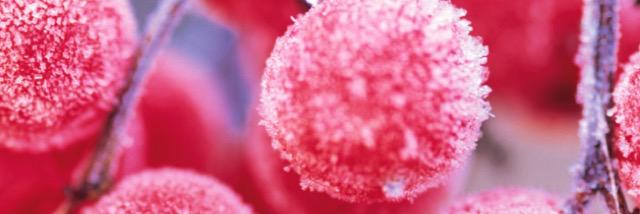 Winterberry26's banner
