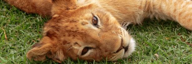 Addictd2Animals's profile banner image
