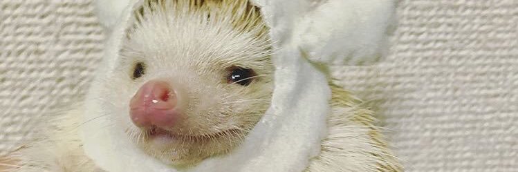 Zoeagueb's profile banner image