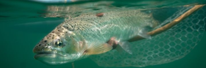 Alberta Fish & Game banner