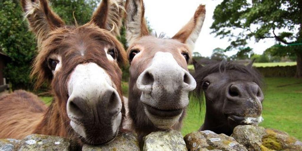 frodobollo's profile banner image