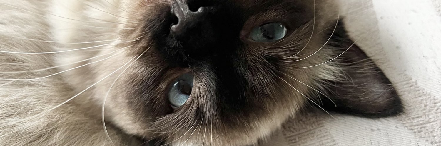 daniellehynam_'s profile banner image