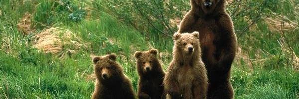 seyfoom's profile banner image