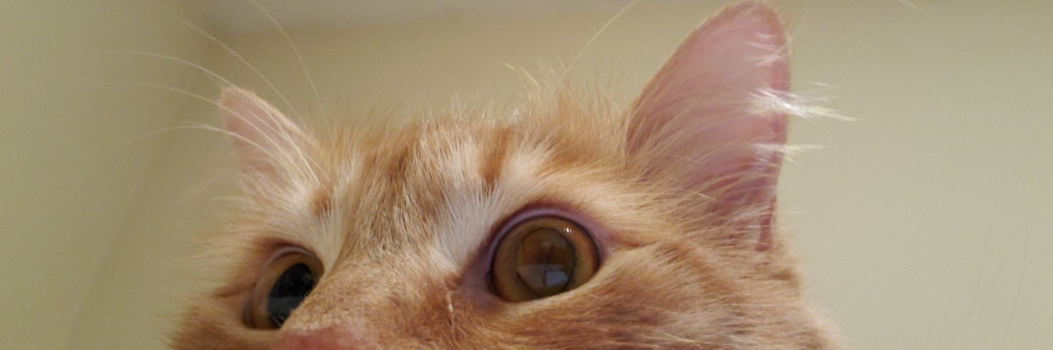 BreannaBurdick's profile banner image