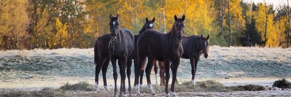 JockeyClubofCAN Profile Banner