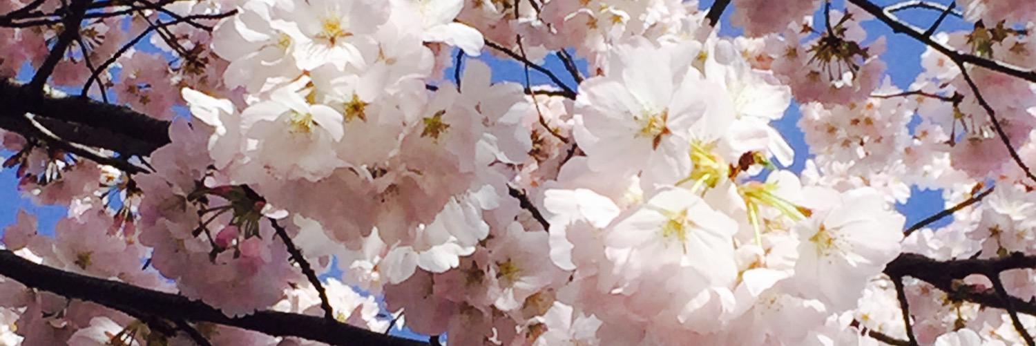 spenzari's profile banner image