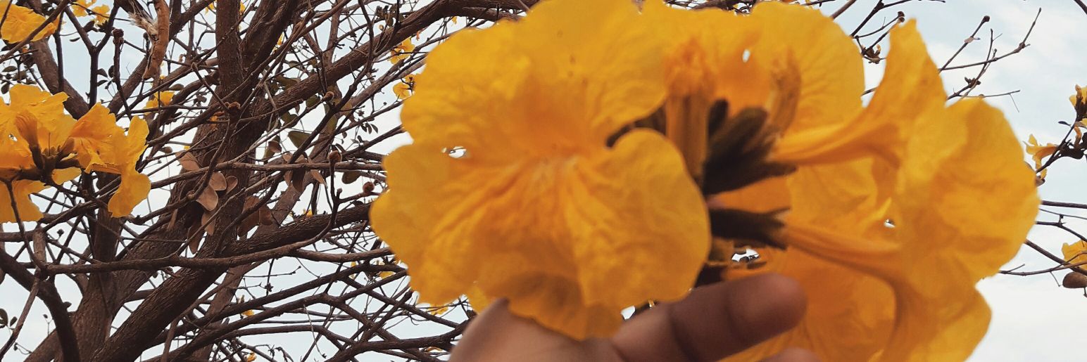 Moraessemily's profile banner image