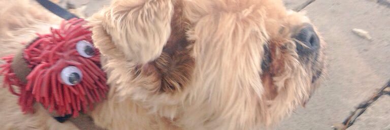AdventuresofMop's profile banner image