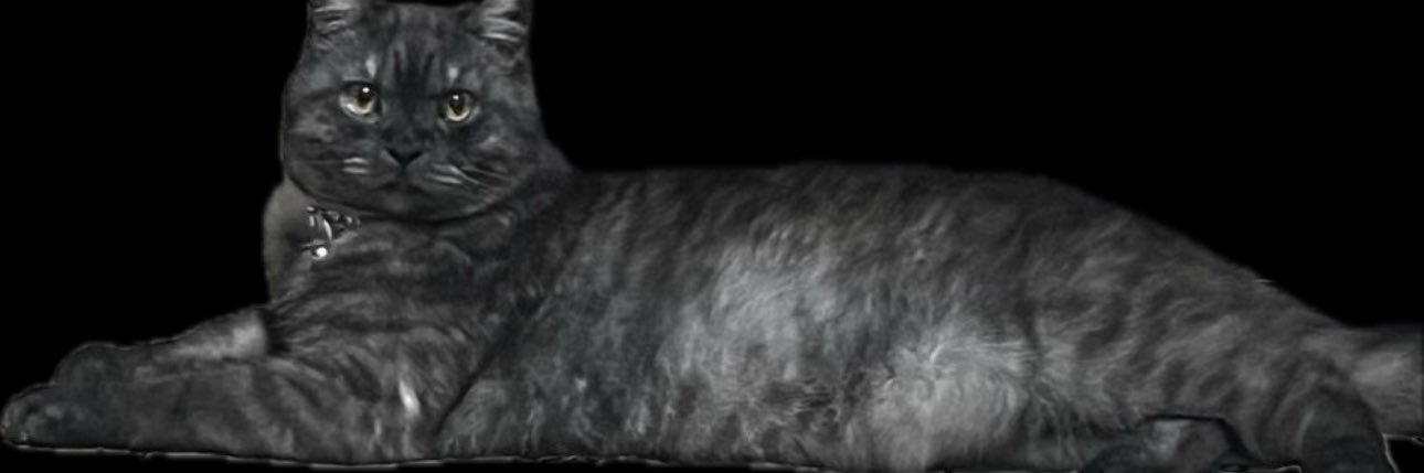 shagool banner