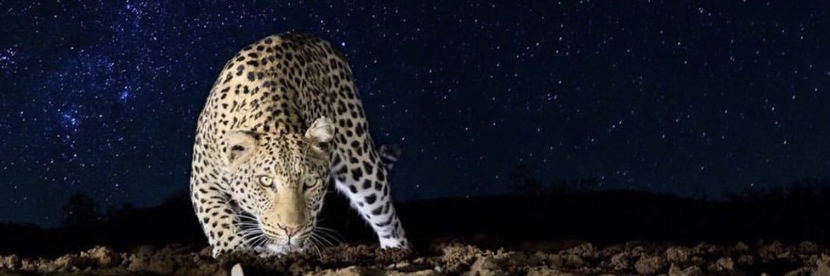 Saudi Consultant banner